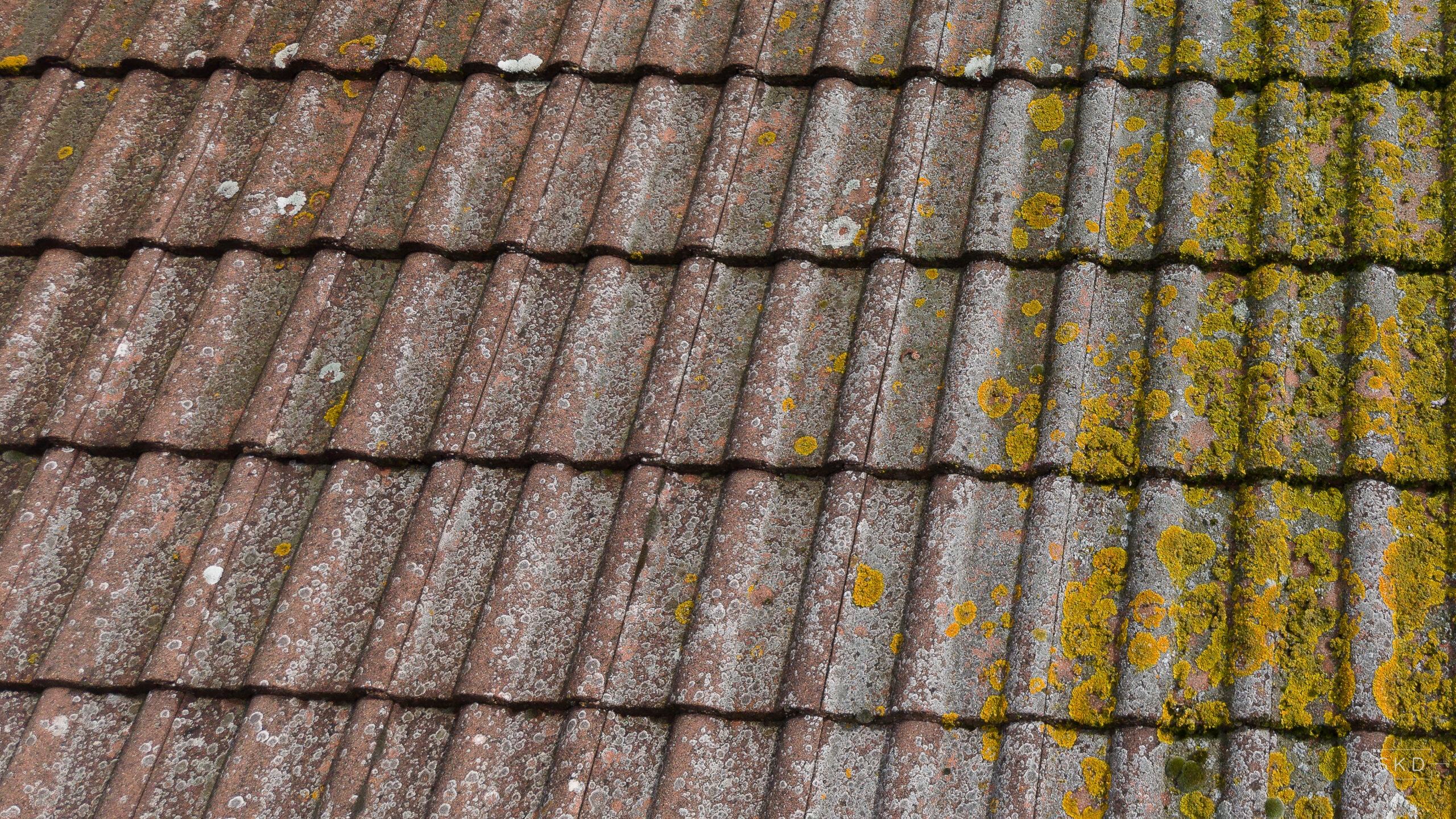 Tuiles envahies par le lichen jaune