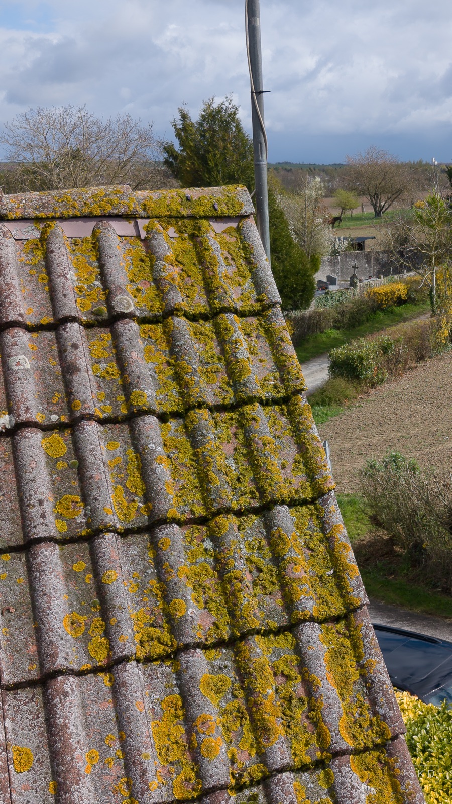 Toiture envahie par le lichen jaune